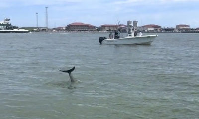We saw Dolphins!