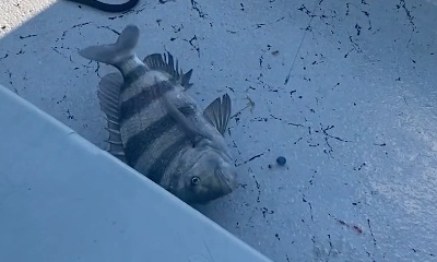 Fish on!