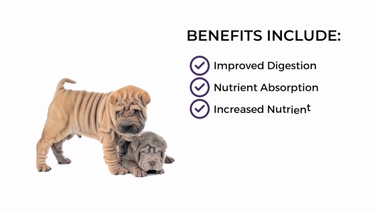 Play Video: Learn More About Dr. Bill's Pet Nutrition From Our Team of Experts