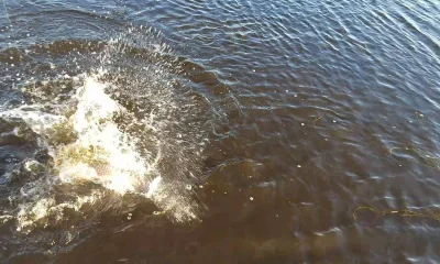 Port Sulphur Report Video 0