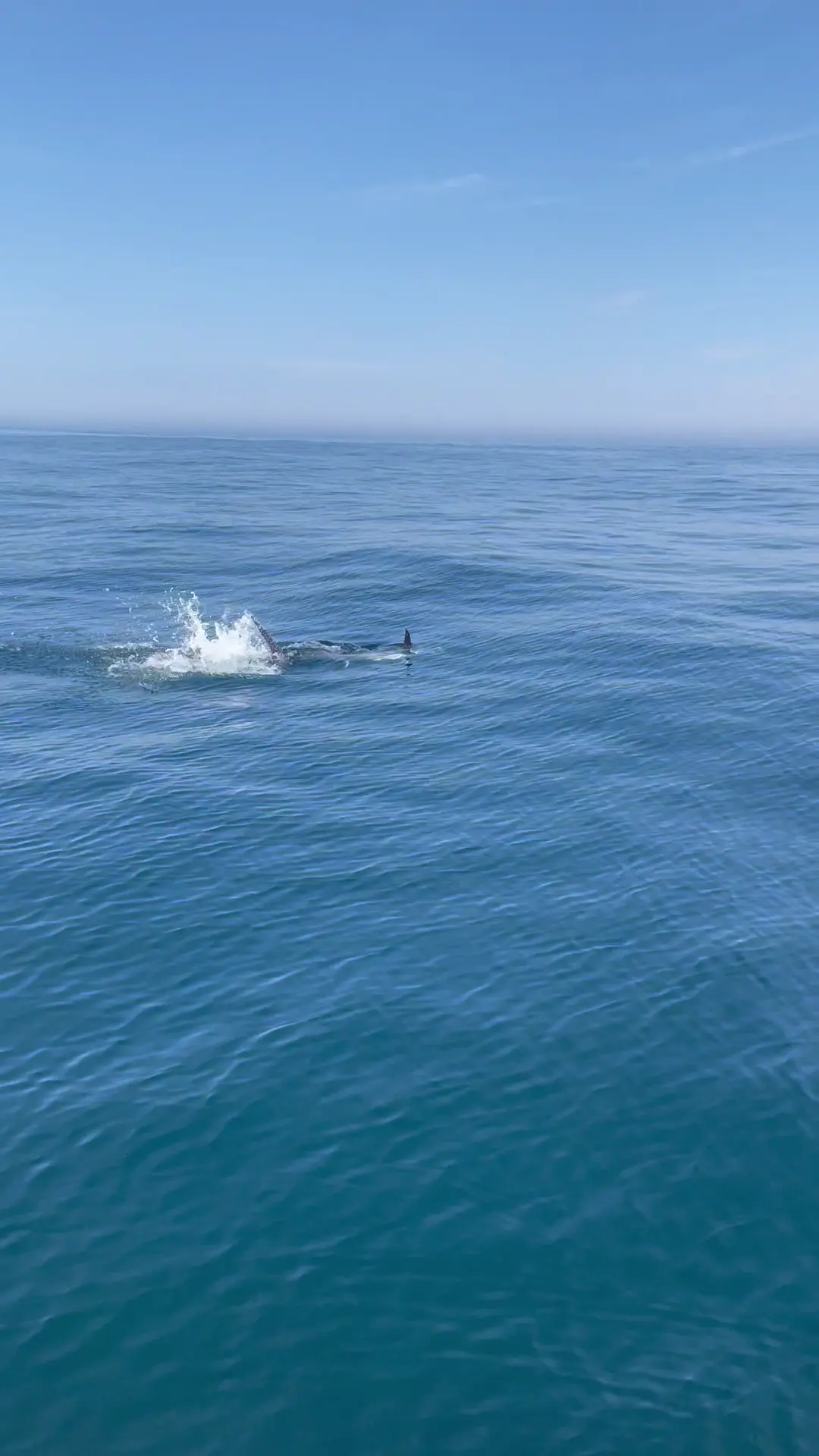 Business Card: Dead On Sportfishing (35')