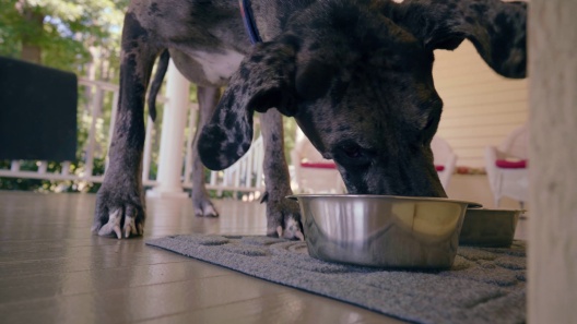 Stone Inlaid Dog Water Bowl Mat