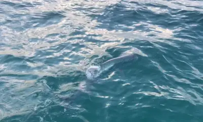 Miami Report Video 1