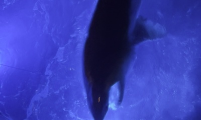 Great Night Shark fishing