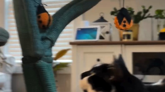 Happy & Polly Tulip Design 47.8-in Fleece Large Cat Tree