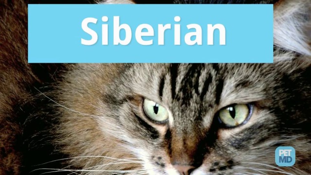 Hypoallergenic Cat Breeds Petmd Hypoallergenic Cat Breeds Petmd