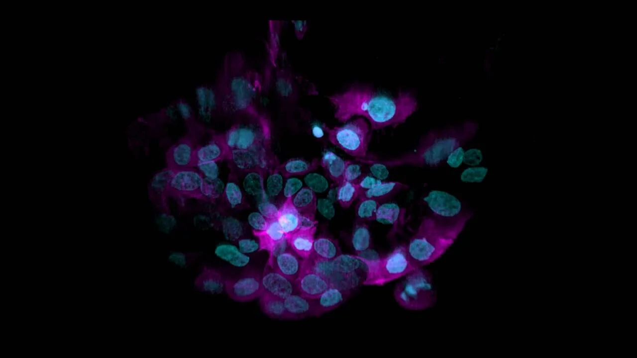 ZEISS Lattice Lightsheet 7 - 3D Cell Models