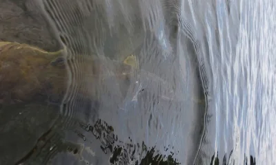 Tampa Bericht Video 2