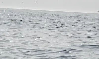 Chatham Report Video 0