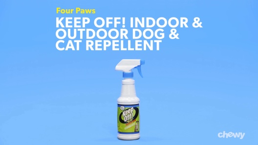 Play Video: Learn More About Four Paws From Our Team of Experts