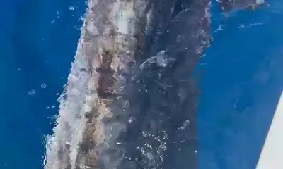 San Jose del Cabo Report Video 0