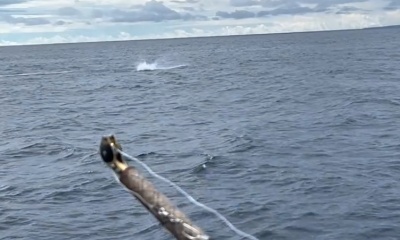 Golfo Dulce Report Video 3