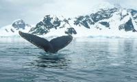 Antarctic Ecosystems