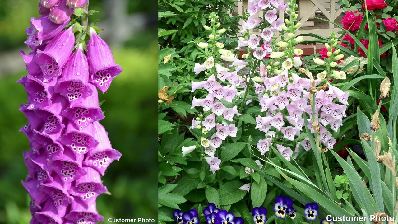 Dalmatian Peach Foxglove