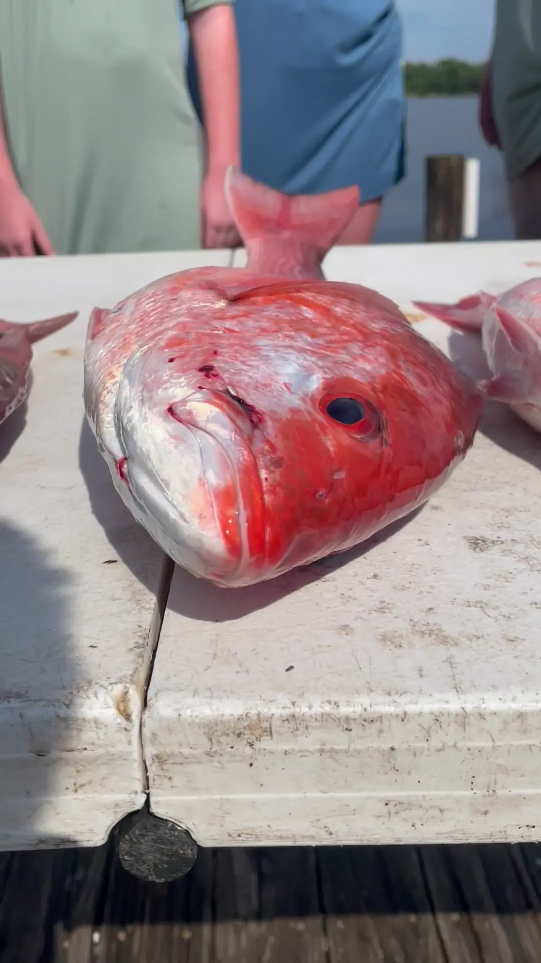 Business Card: Alpha Fishing Charters