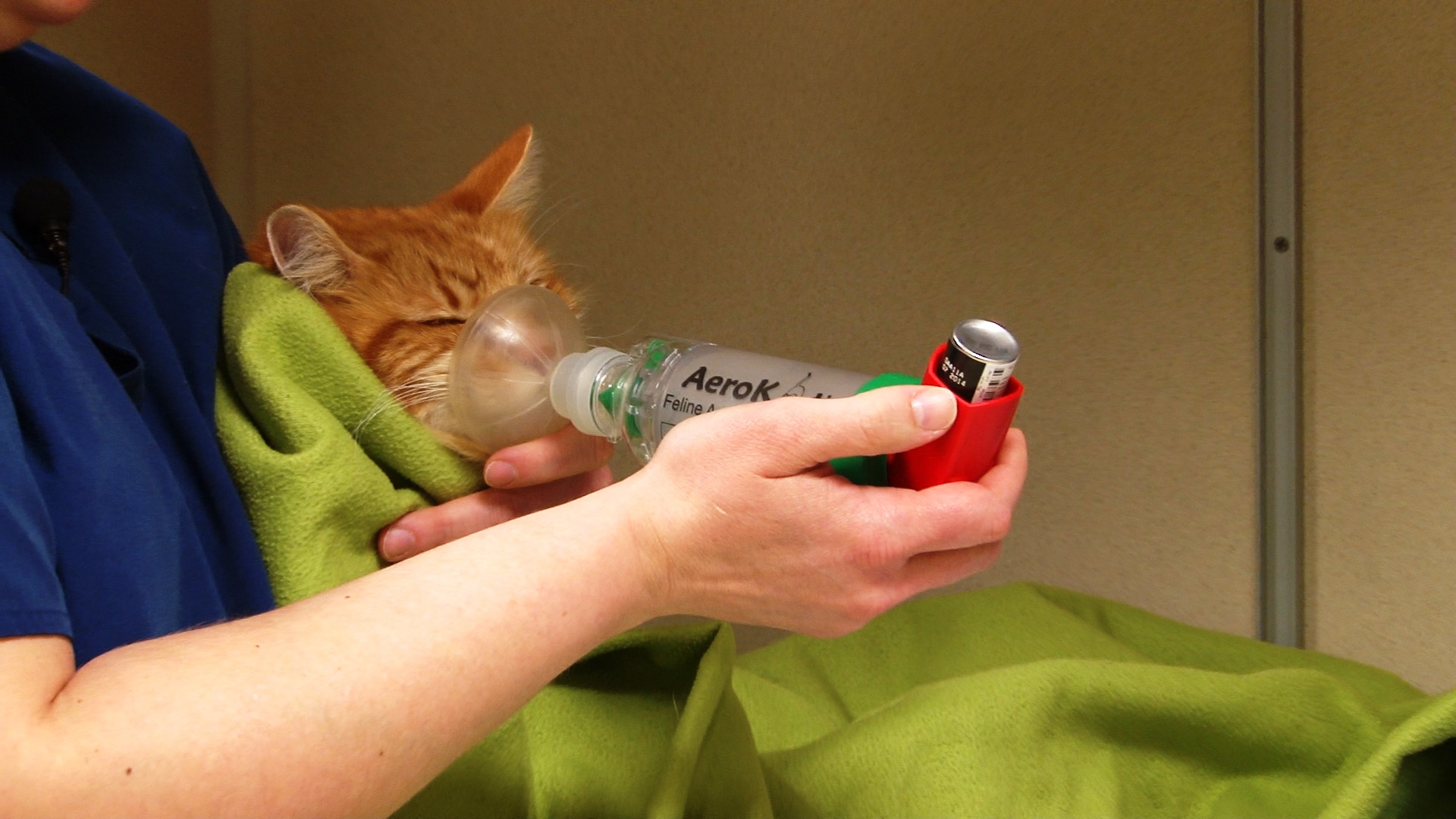 bronchodilator for cats