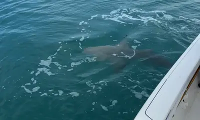 Our captain was great   He made extra effort for us to be on the fish!!!!