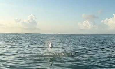 Key West Report Video 0