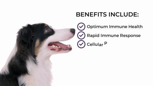 Play Video: Learn More About Dr. Bill's Pet Nutrition From Our Team of Experts