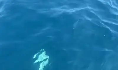 Corpus Christi Report Video 1