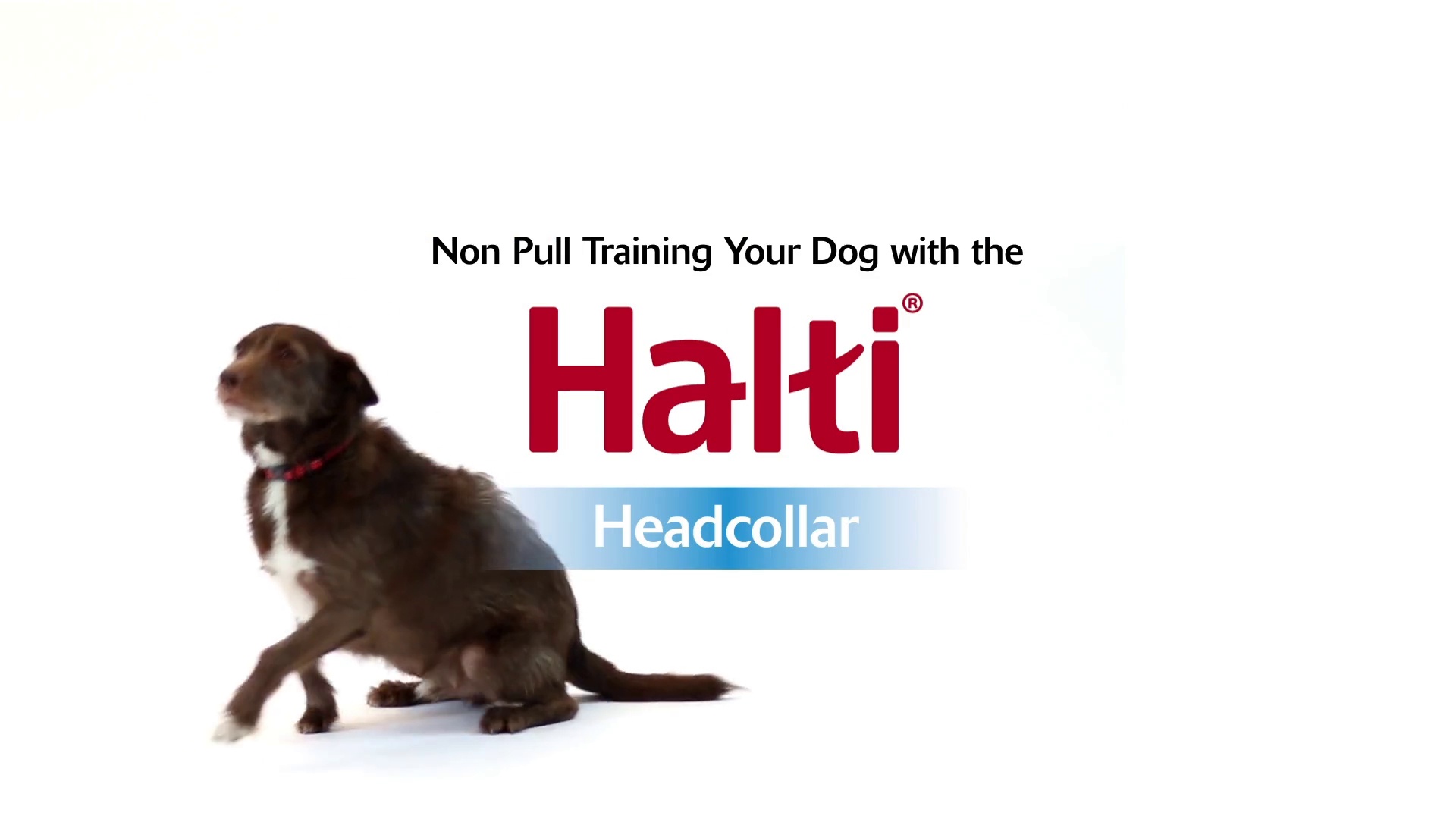 Holt Head Collar Size Chart