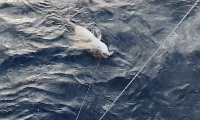 Funchal Report Video 0