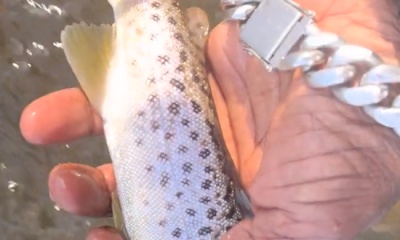 Atlanta Report Video 2