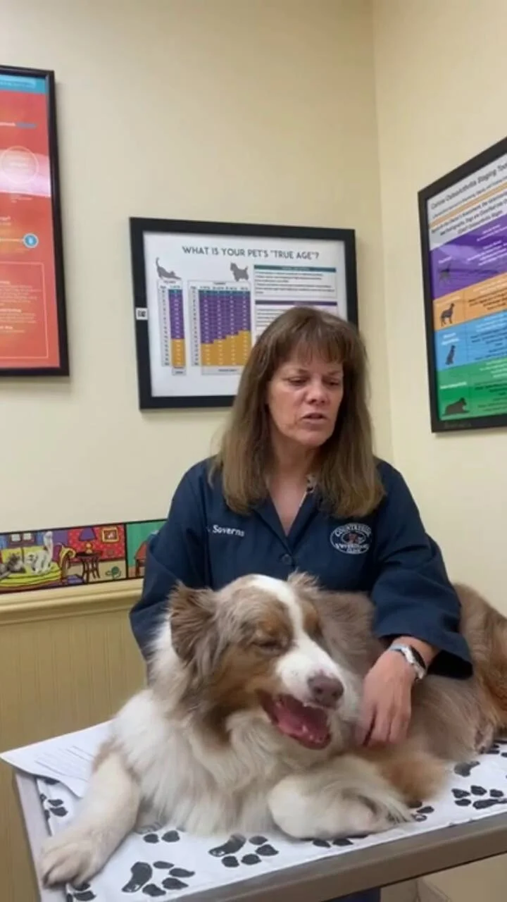 Should my dog be punished for bad behavior? Should my dog be punished for bad behavior?