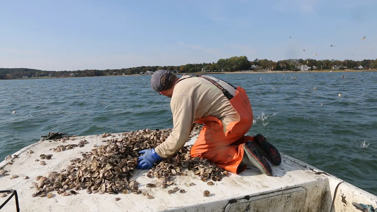 The Different Methods of Growing Oysters