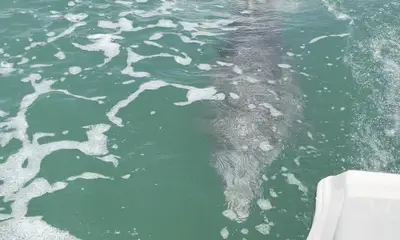 Best Boating Experience On Marco Island!!
