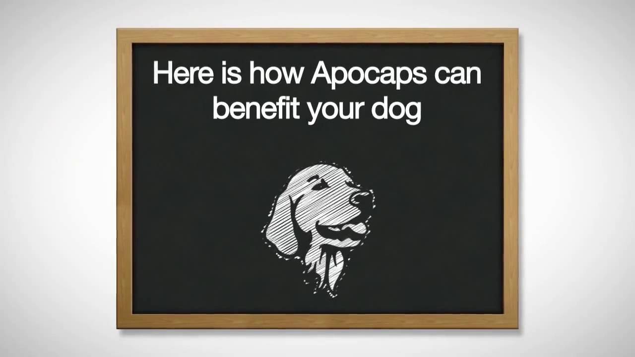 APOCAPS CX Apoptogen Formula Dog Supplement 90 count Chewy