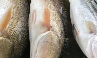 Venice Report Video 0