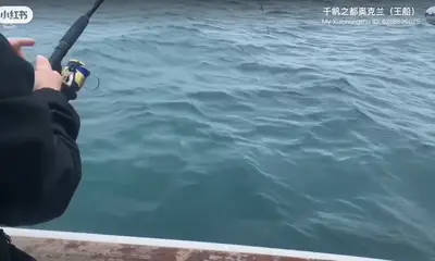 Auckland Report Video 0