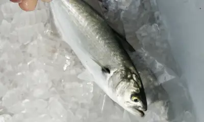Everglades Report Video 0