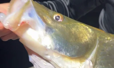 North Miami Report Video 0