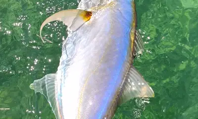 Punta Cana Report Video 1