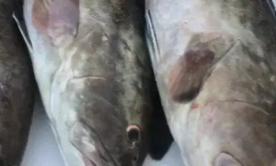 Clearwater Report Video 0