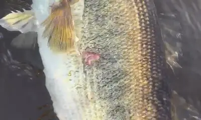 Clewiston Report Video 0