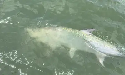 Jacksonville Report Video 1