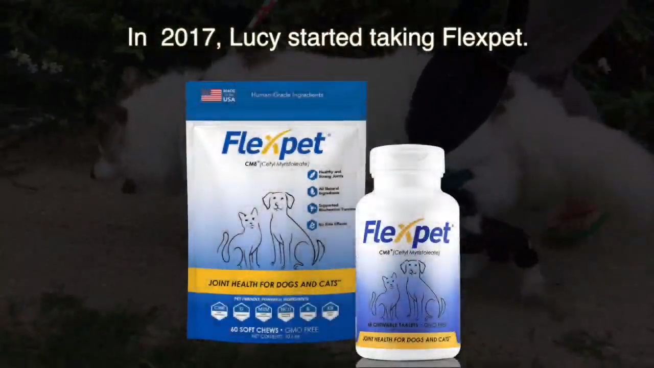 Flexpet for hot sale dogs