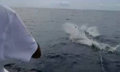 Ponta Delgada Report Video 4