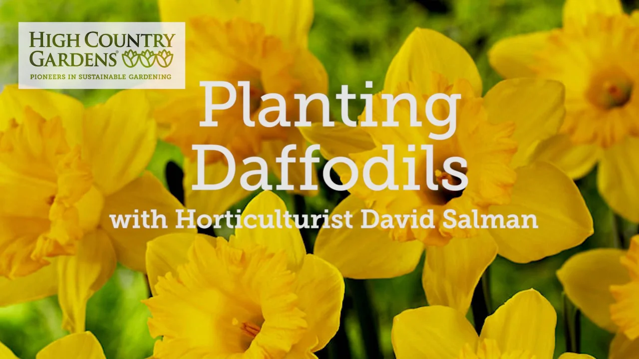 60 DAYS OF DAFFODILS~50+TOP SIZE Narcissus Bulbs~MIXED types/colors~LONG-LASTING 