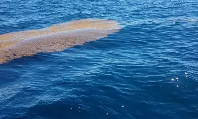 Destin Report Video 0