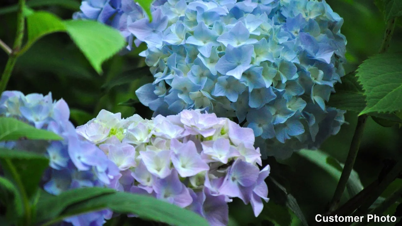 Image of Hydrangea sweet annabelle with blue flowers