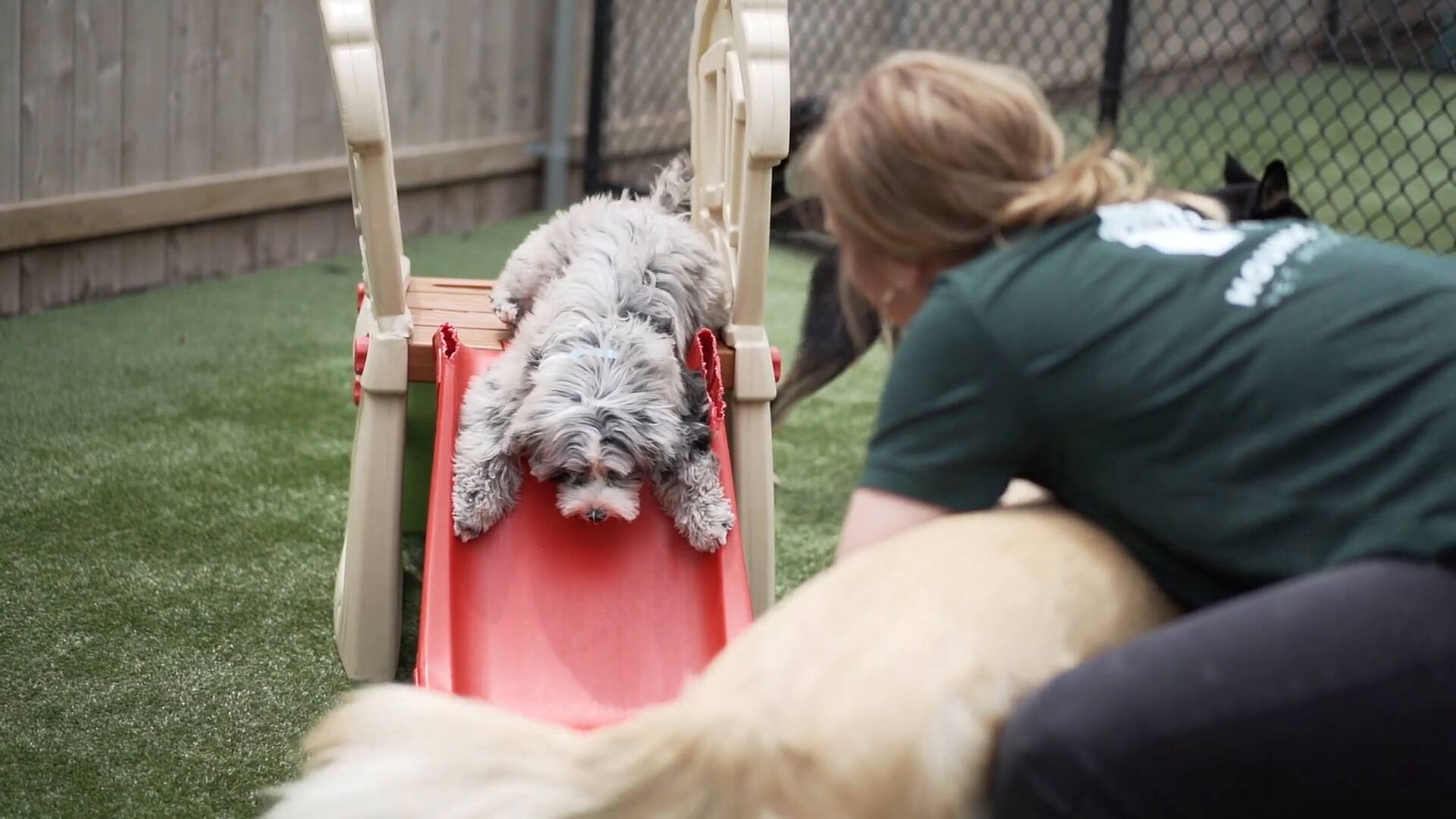 puppy resorts near me