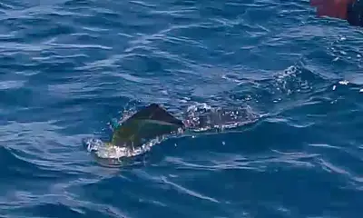 San Jose del Cabo Report Video 2