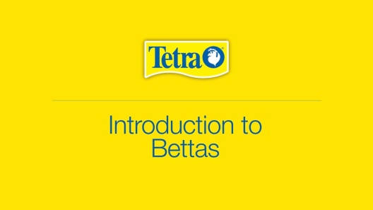 Play Video: Learn More About Tetra From Our Team of Experts