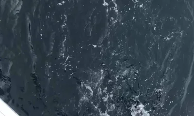 Orange Beach Report Video 1