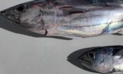 Pompano Beach Report Video 0
