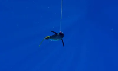 Cuvu Report Video 0